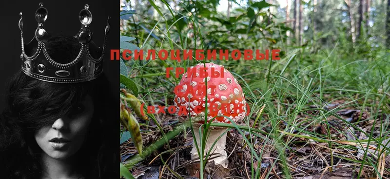 Псилоцибиновые грибы Psilocybe  кракен   Гурьевск 